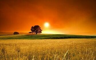 Grain Wallpaper