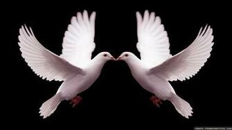 Dove Wallpaper