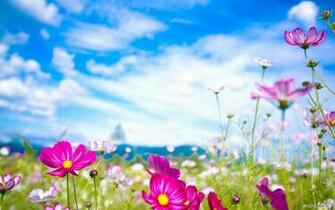 Flower Wallpaper Spring Wildflowers