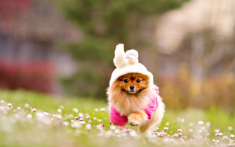 Cute Dog Wallpaper
