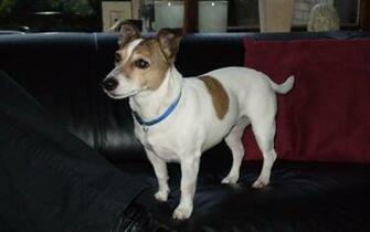 Jack Russell Terrier Wallpaper HD