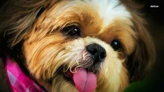 Shih Tzu Wallpaper Animal