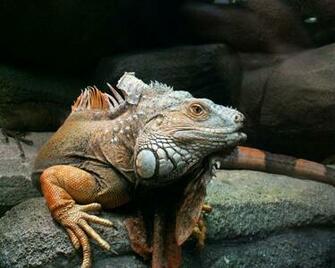 Iguanas Image Iguana HD Wallpaper And Background Photos