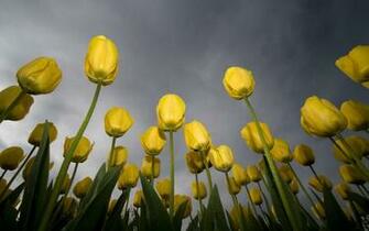 Sallow Spring Flowers In A Rainy Day HD Wallpaper The
