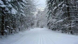 Forest Road In Winter Wallpaper
