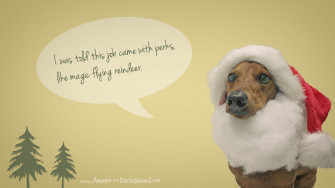 Bie Holiday Desktop Wallpaper Ammo The Dachshund
