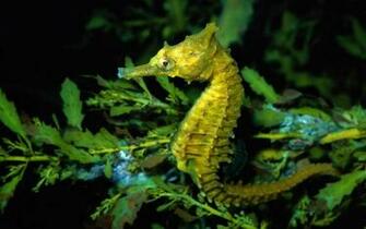 Seahorse Wallpaper Pictures For Desktop