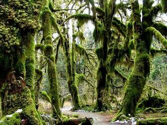 The Creak Of Boots Hoh Rain Forest