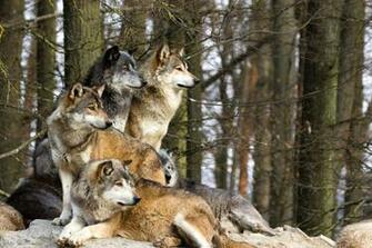 Wolf Pack Wallpaper Top Background