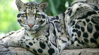 Clouded Leopard Wallpaper