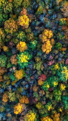 iPhone Wallpaper To Fall In Love With Autumn Preppy