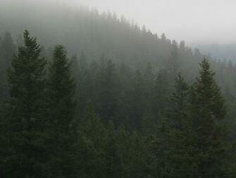Foggy Forest By Shady313
