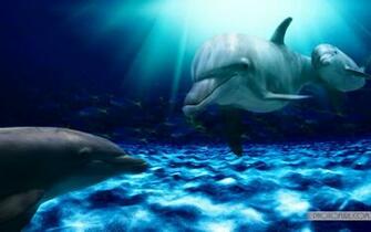 The Most Beautiful And Colorful Aquatic Sea Creatures Life Wallpaper
