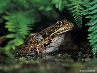 Frog Wallpaper Frogs