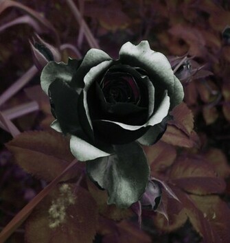 Black Rose Dragon Amazing Wallpaper