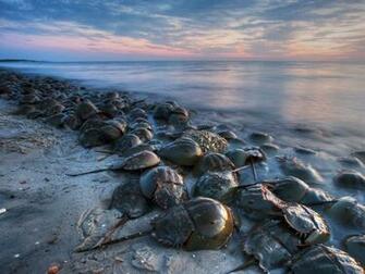 Horseshoe Crabs New Jersey Jpg