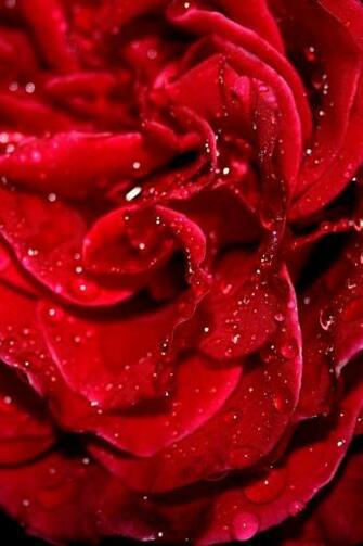 Rose iPhone 4s Wallpaper iPad