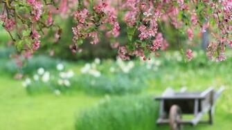 Wallpaper Spring Flower Branch Garden Dray Desktop