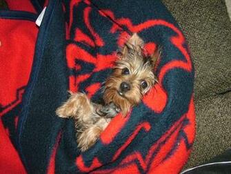 Warm Yorkie Puppy Wallpaper