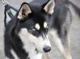 Siberian Husky German Shepherd Mix HD Wallpaper Background Image