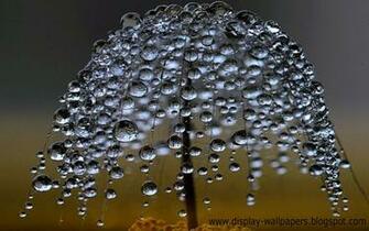 Pictures Image And Photos Dream Moving Wallpaper