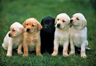 Baby Animal Cute Puppy Dog Labrador Retriever HD Wallpaper