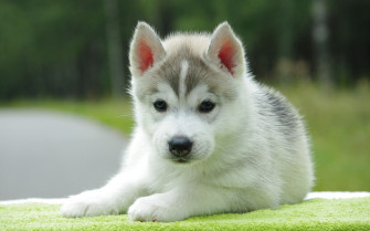 Cute Dog Wallpaper