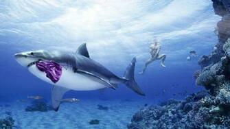 HD Great White Shark
