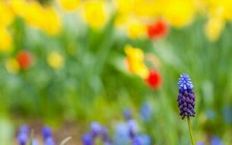 Summer Flower Wallpaper