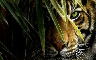 Tiger HD Wallpaper