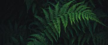 Lush Fern Wallpaper