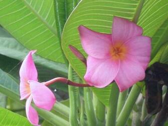Pink Plumeria Wallpaper