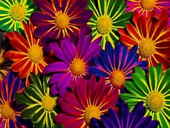 Colorful Flowers Wallpaper HD Jpg