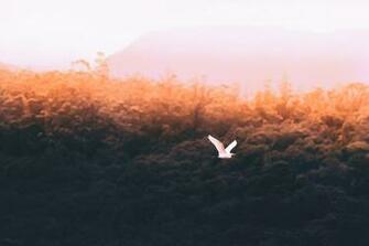 Instagram Mood Wallpaper And Background