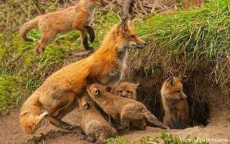 Animal Planet Fox Family High Resolution