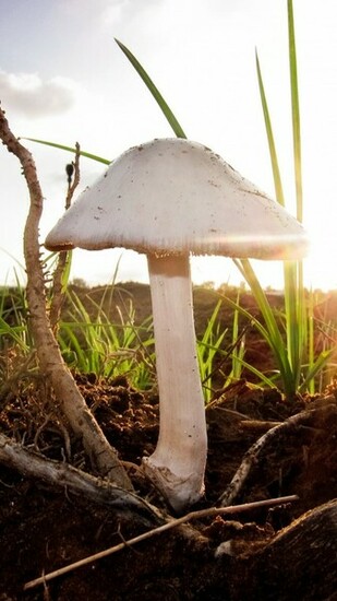 Infected Mushroom