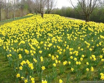 Daffodil Wallpaper Crazy Frankenstein