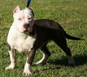 All Wallpaper American Pitbull Dogs HD