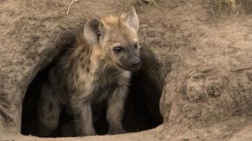 Hyena Enrichment Prototype Interaction Design In The Wild