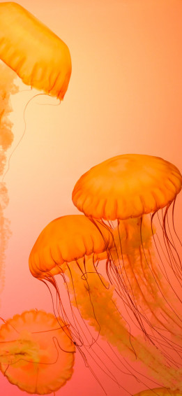 A Collection Of Vibrant Orange Wallpaper For iPhone