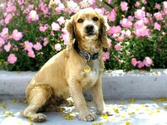 File Cocker Spaniel Desktop Background Jpg Wikipedia The