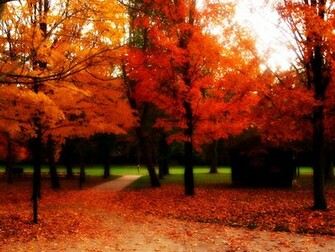 Conew Bench Autumn Trees Glade Leaves Gold Leaf Fall October Emptiness