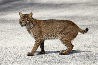 Bobcat Wallpaper Background