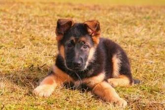 German Shepherd Puppies
