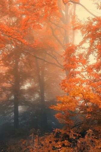 Autumn iPhone 4s Wallpaper iPad