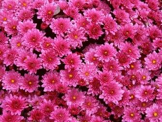 Wallpaper Pack N5 S Flowers Photography Desktop