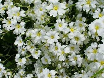 Flowers For Flower Lovers Beautiful White Wallpaper