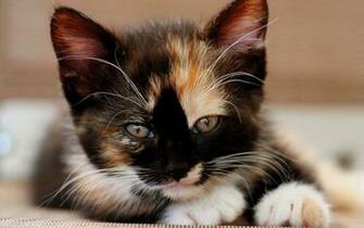 Tricolor Kitten Wallpaper For Widescreen Desktop Pc Full HD