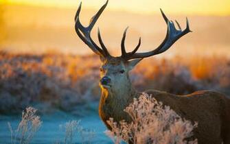 Wild Animals Wallpaper HD Net