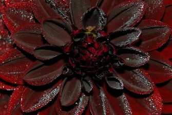 Deep Dark Dahlia Wallpaper HD Desktopinhq